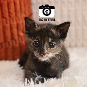 Rescue Domestic Short Hair Cats for Adoption in Fairway, Kansas - Nancy Drew | PetCurious