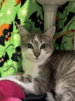 Domestic Short Hair Cats Available for Adoption in Alexandria, Virginia - Van | PetCurious