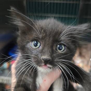 Baguette -  Domestic Short Hair Cat for Adoption in Idaho Falls, Idaho - Baguette | PetCurious