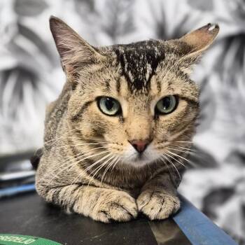 Domestic Short Hair Cats Available for Adoption in Wahiawa, Hawaii - Tony The Tiger | PetCurious