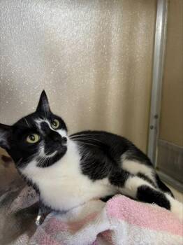 Velvet -  Domestic Short Hair Cat for Adoption in Honolulu, Hawaii - Velvet | PetCurious