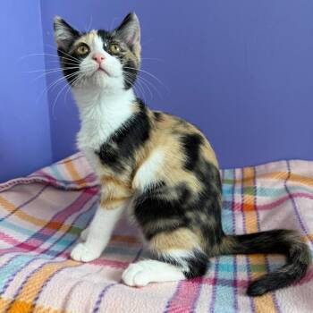 Dakota -  Domestic Short Hair Cat for Adoption in Mankato, Minnesota - Dakota | PetCurious