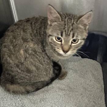 Domestic Short Hair Cats Available for Adoption - Quill | PetCurious