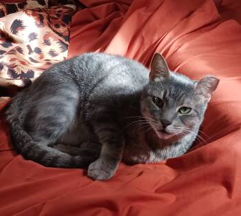Rescue Domestic Short Hair Cats for Adoption in New York, New York - Sammie B. - Chill Dude | PetCurious