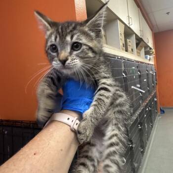 Periodic Table 1 -  Domestic Short Hair Cat for Adoption in Westminster, California - Periodic Table 1 | PetCurious