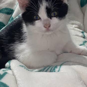 Inkblot -  Domestic Short Hair Cat Available for Adoption in Edinburg, Virginia - Inkblot | PetCurious