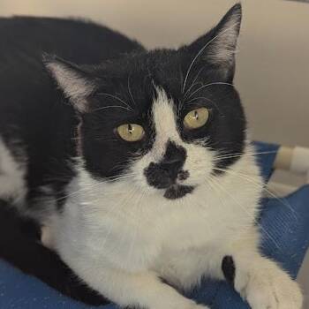 Principal Prickly -  Domestic Short Hair Cat for Adoption in Shippenville, Pennsylvania - Principal Prickly | PetCurious