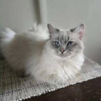 Domestic Long Hair and Siamese Cats Available for Adoption - Mr. White | PetCurious