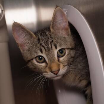 Chiaroscuro -  Domestic Short Hair Cat for Adoption in Seattle, Washington - Chiaroscuro | PetCurious
