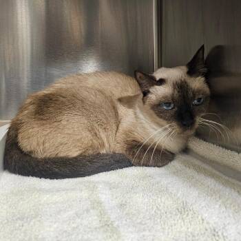 Semyeung -  Siamese Cat for Adoption in Tampa, Florida - Semyeung | PetCurious