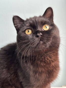 Rescue British Shorthair Cats for Adoption in Newtown Square, Pennsylvania - Squid | PetCurious