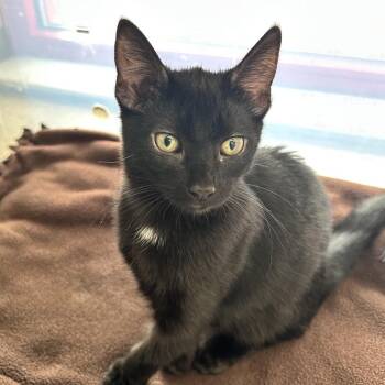 Cojiro -  Domestic Short Hair Cat for Adoption in Evansville, Indiana - Cojiro | PetCurious