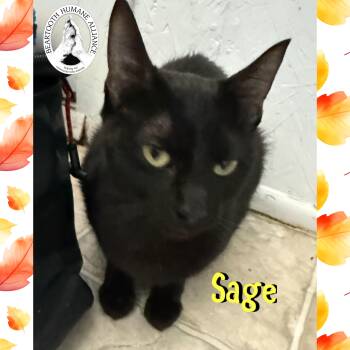 Rescue Domestic Short Hair Cats for Adoption in Red Lodge, Montana - Sage | PetCurious