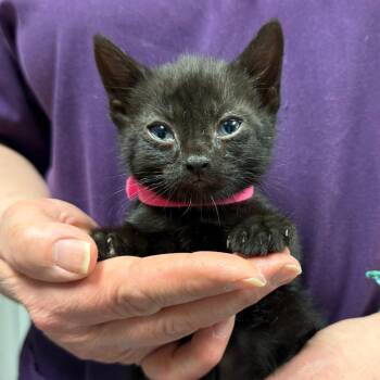 Domestic Short Hair Cats Available for Adoption in Trenton, New Jersey - Squiggy | PetCurious