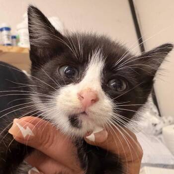 Tux -  Domestic Short Hair Cat for Adoption in Lake Jackson, Texas - Tux | PetCurious