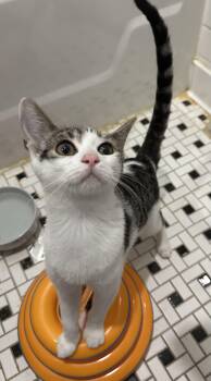 Satchel -  Domestic Short Hair Cat for Adoption in New York, New York - Satchel | PetCurious