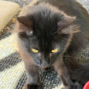 Cosmo -  Domestic Medium Hair Cat for Adoption in Pleasanton, California - Cosmo | PetCurious