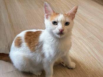 Lottie OS -  Domestic Short Hair Cat for Adoption - Lottie OS | PetCurious