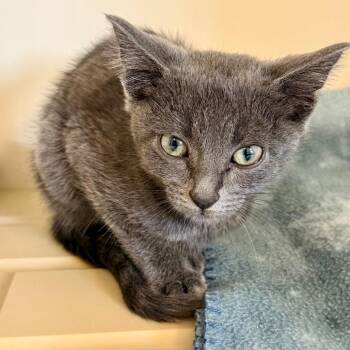 Spite -  Domestic Short Hair Cat for Adoption in Cody, Wyoming - Spite | PetCurious