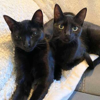 Rescue Domestic Short Hair Cats for Adoption in Abbotsford, British Columbia - Emmy & Tiny | PetCurious