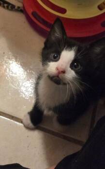 Patrick -  Domestic Short Hair Cat for Adoption - Patrick | PetCurious