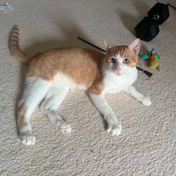 Justice -  Domestic Short Hair Cat for Adoption in Bentonville, Arkansas - Justice | PetCurious