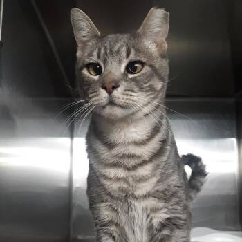 Domestic Short Hair Cats Available for Adoption - Mr. Grey | PetCurious