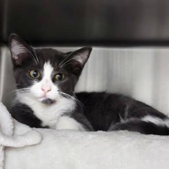 Mimslet -  Domestic Short Hair Cat for Adoption in Walker, Michigan - Mimslet | PetCurious