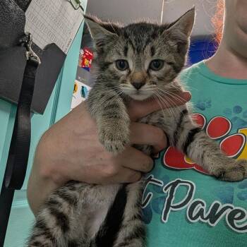 Sarah -  Domestic Medium Hair Cat for Adoption in Jefferson City, Tennessee - Sarah | PetCurious