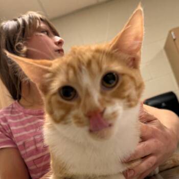 Seamus -  Domestic Short Hair Cat for Adoption in Chicago, Illinois - Seamus | PetCurious