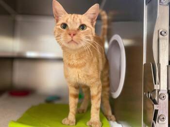 Rescue Domestic Short Hair Cats for Adoption in Fort Wayne, Indiana - PIPSQUEAK | PetCurious