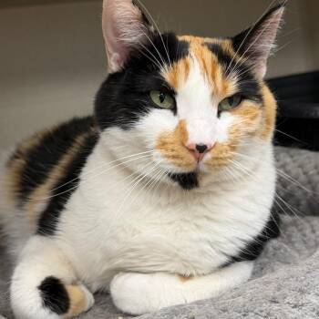 Chewy -  Domestic Short Hair Cat for Adoption in Durango, Colorado - Chewy | PetCurious
