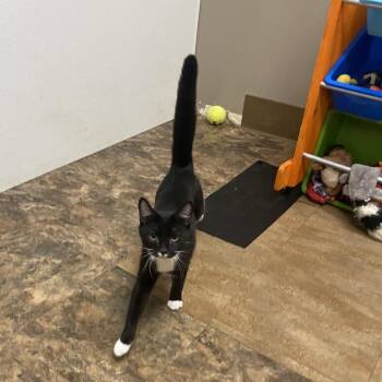 Domestic Short Hair Cats Available for Adoption - Milk Mustache | PetCurious