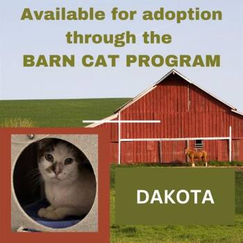Domestic Short Hair Cats Available for Adoption in Westminster, Maryland - DAKOTA BARN CAT | PetCurious