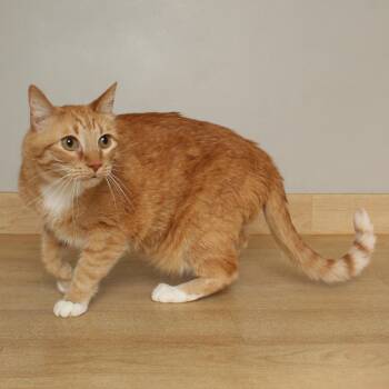 American Shorthair Cats Available for Adoption in Minnetonka, Minnesota - Yosha C68906 | PetCurious