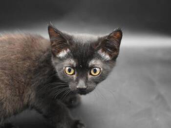Sonoma -  Domestic Short Hair Cat for Adoption in Portland, Oregon - Sonoma | PetCurious