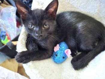 Briarlight -  Domestic Short Hair Cat for Adoption - Briarlight | PetCurious