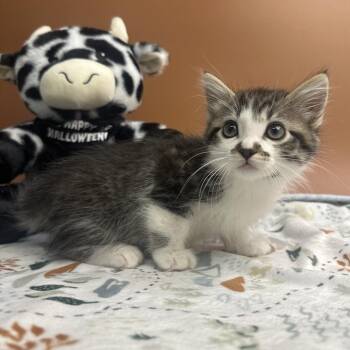 Mongo -  Domestic Medium Hair Cat for Adoption in San Antonio, Texas - Mongo | PetCurious