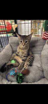 Rescue Domestic Short Hair Cats for Adoption in Dalworthington Gardens, Texas - Sophie | PetCurious