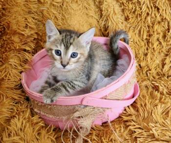 Tabby and Calico Cats Available for Adoption in St. Augustine, Florida - Buttercup | PetCurious