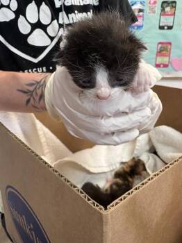CHAPEL -  Domestic Short Hair Cat for Adoption in Fort Walton Beach, Florida - CHAPEL | PetCurious