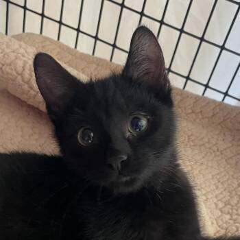 Domestic Short Hair Cats Available for Adoption in Chicago, Illinois - Walnut | PetCurious