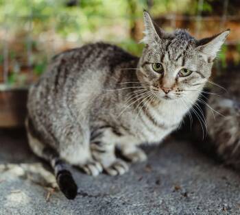 Rescue Domestic Short Hair Cats for Adoption in Quilcene, Washington - Greta | PetCurious