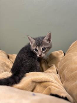 Caliper -  Domestic Short Hair Cat for Adoption in Muskegon, Michigan - Caliper | PetCurious