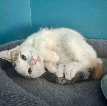 Rescue Calico Cats for Adoption in Bethel, Connecticut - Taylor | PetCurious