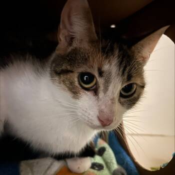 Rescue Domestic Short Hair Cats for Adoption in Pittsburgh, Pennsylvania - Cascatelli | PetCurious