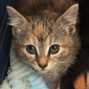 Lady Bug -  Domestic Short Hair Cat for Adoption in Matteson, Illinois - Lady Bug | PetCurious