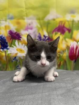 Domestic Short Hair Cats Available for Adoption in San Antonio, Texas - Gem | PetCurious