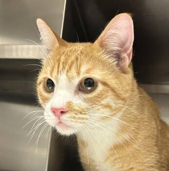 Toulouse -  Domestic Short Hair Cat for Adoption in Golden, Colorado - Toulouse | PetCurious