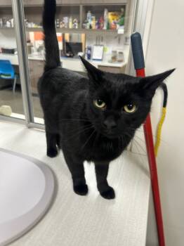 Rescue Domestic Short Hair Cats for Adoption in Greenfield, Indiana - Jerald | PetCurious